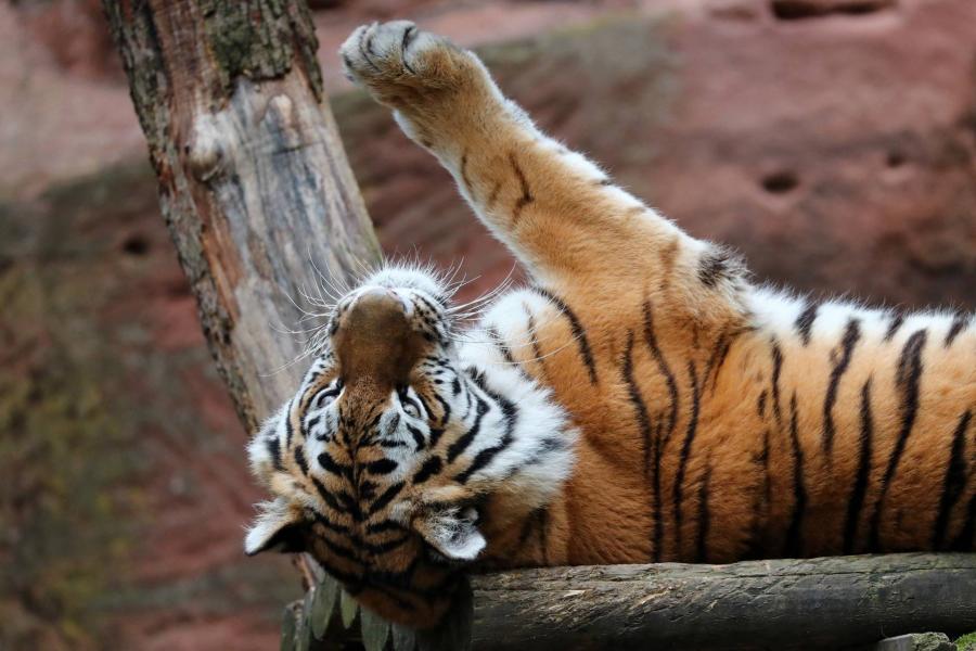 Szibériai tigrisek születtek Kecskeméten