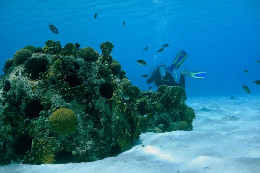 Új technológia mentheti meg a korallokat