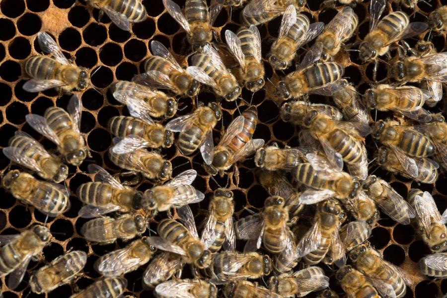 99 százalék Karácsony, 1 százalék szaktárca – Hamarosan méhek legelészhetnek az Agrárminisztérium erkélyén