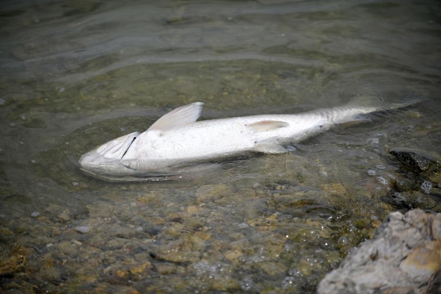 Újra tömegesen pusztulnak a halak a Velencei-tóban