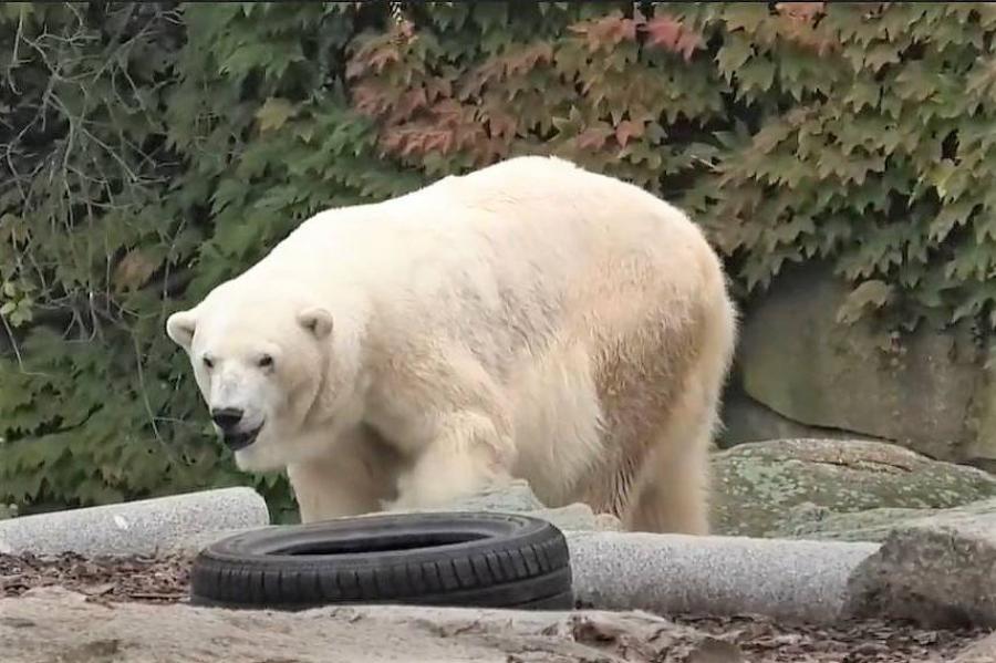 Elpusztult Katjuscha, Európa legöregebb fogságban élő nőstény jegesmedvéje