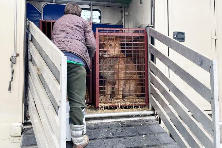 Nincs esély a kijevi állatkert lakóinak evakuálására