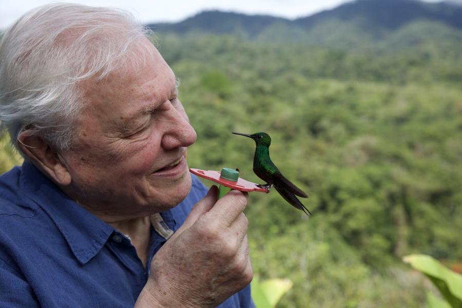 David Attenborought megválasztották a Föld bajnokának