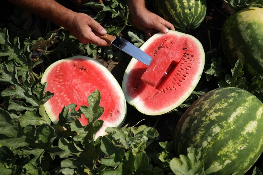 Kevesebb lesz a görögdinnye idén, de legalább 30-40 százalékkal drágábban adják