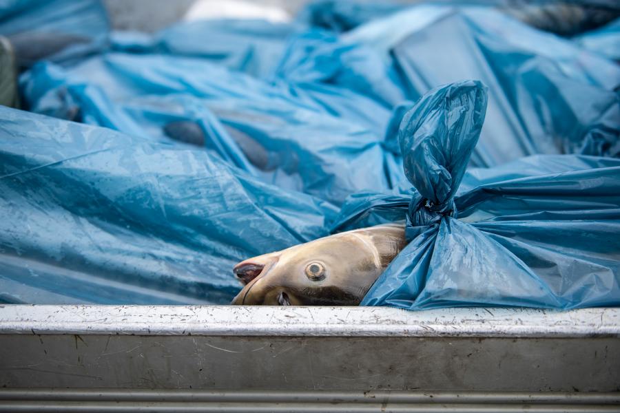 Havária nincs, de újra pusztulnak a halak a Városligeti-tóban