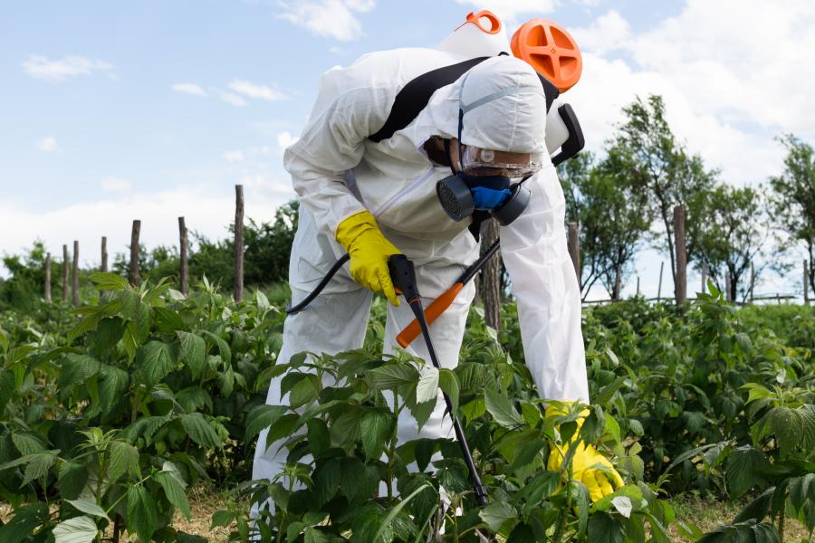 Drámai a növekedés, káros növényvédő szerekkel szennyezettek a magyar gyümölcsök