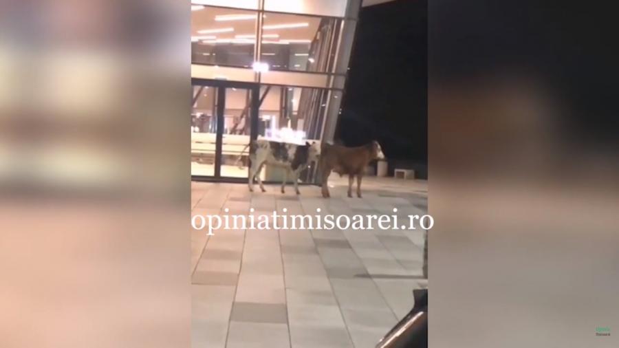 Videón, ahogy két tehén lézeng a temesvári nemzetközi repülőtér terminálja mellett
