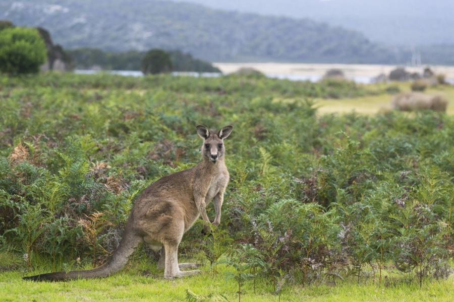 Elkapták a Börzsönyben ugrabugráló kengurut 