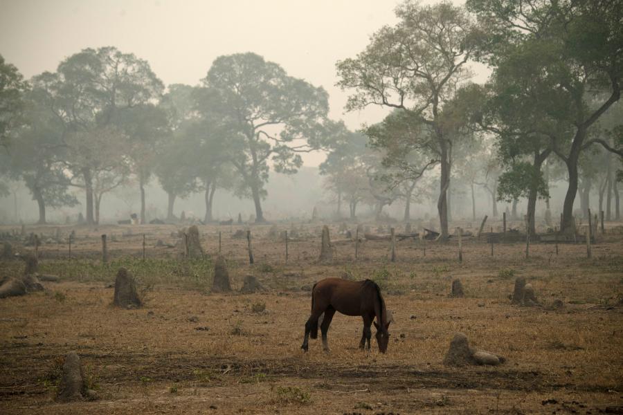Brazília egyik legnagyobb erdőpusztítója beperelte az államot egy nemzeti park miatt, nyert