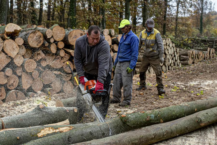 Anélkül is lehetett volna növelni a fakitermelést, hogy a védett erdőket prédává tették volna