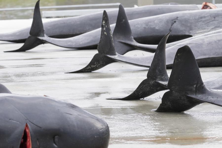 240 partra vetődött gömbölyűfejű delfin pusztult el az új-zélandi Pitt-szigeten