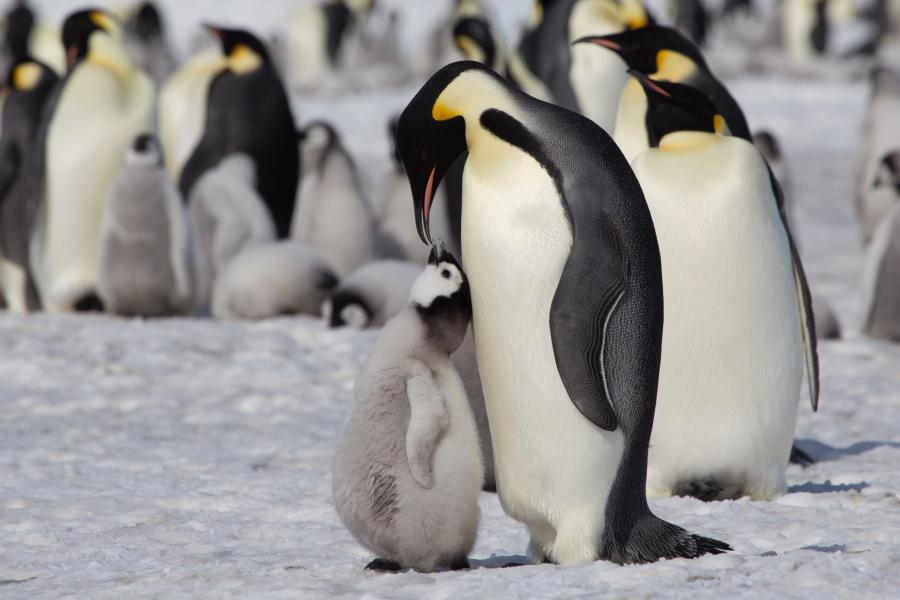 A klímaváltozás miatt veszélyeztetett fajjá vált a császárpingvin