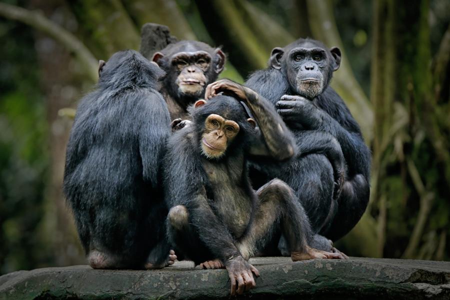Kilőttek négy csimpánzt Svédországban