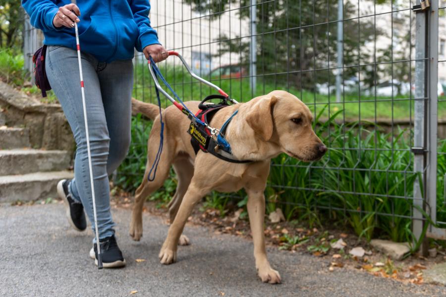 Ingyenes ellátást kapnak ezután a vakvezető kutyák az Állatorvostudományi Egyetemen
