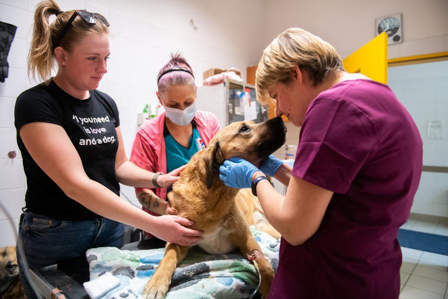 Hősök négy lábon: állatok is adnak vért és mentenek életet