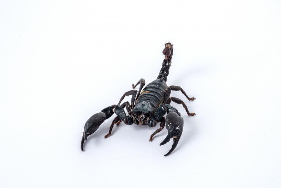 Nyaralásról is hazahozhatunk skorpiót, ráadásul sokáig bírják élelem és víz nélkül