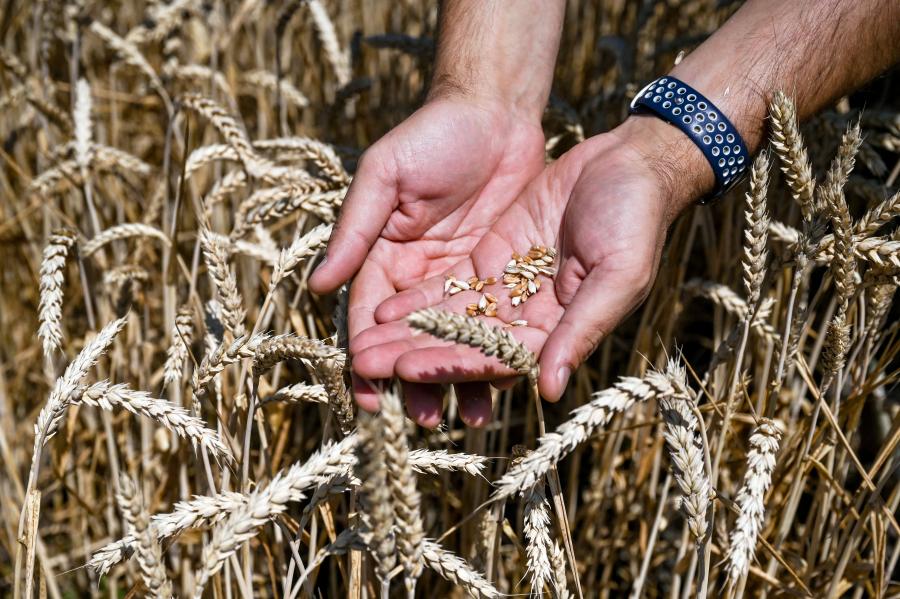 Itt a bejelentés, Magyarország megtiltja a gabona és a mezőgazdasági termékek importját Ukrajnából
