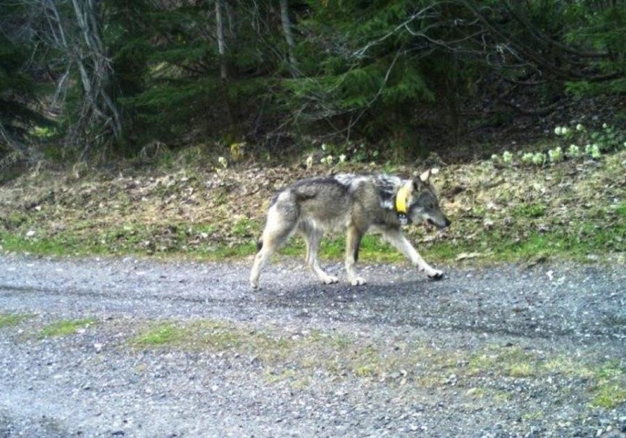 Szánhúzó kutyának nézte, állítólag Betadine-nal kezelte és tagadja a svájci farkas kilövését a vadász