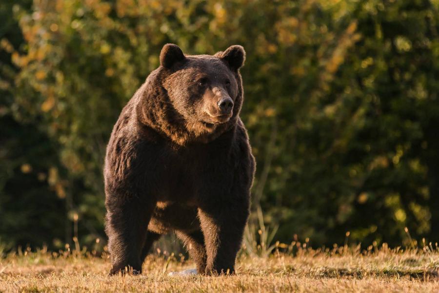 Medve kószált az Aggteleki Nemzeti Parkban