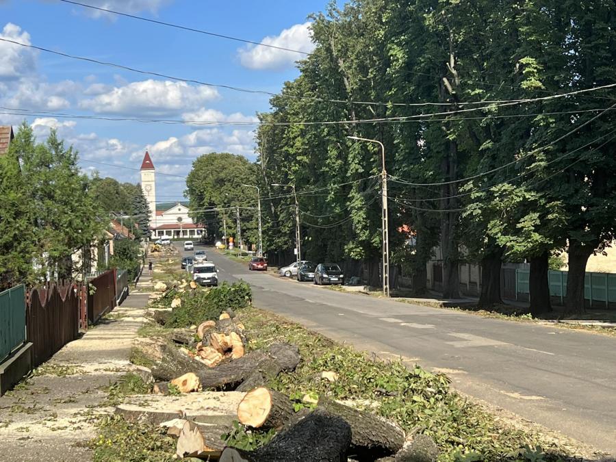 Százéves fasort vágnak ki Dombóváron, kiakadtak a helyiek