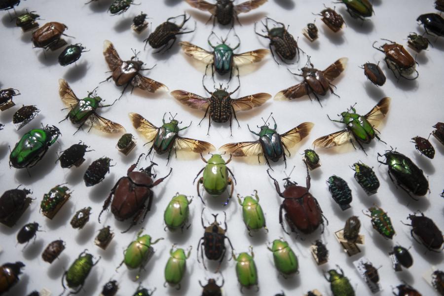 Lábunk alatt a mikrokozmosz: a rovarvilág titkait mutatja meg nem csak gyerekeknek egy alapítvány varázslatos programjain