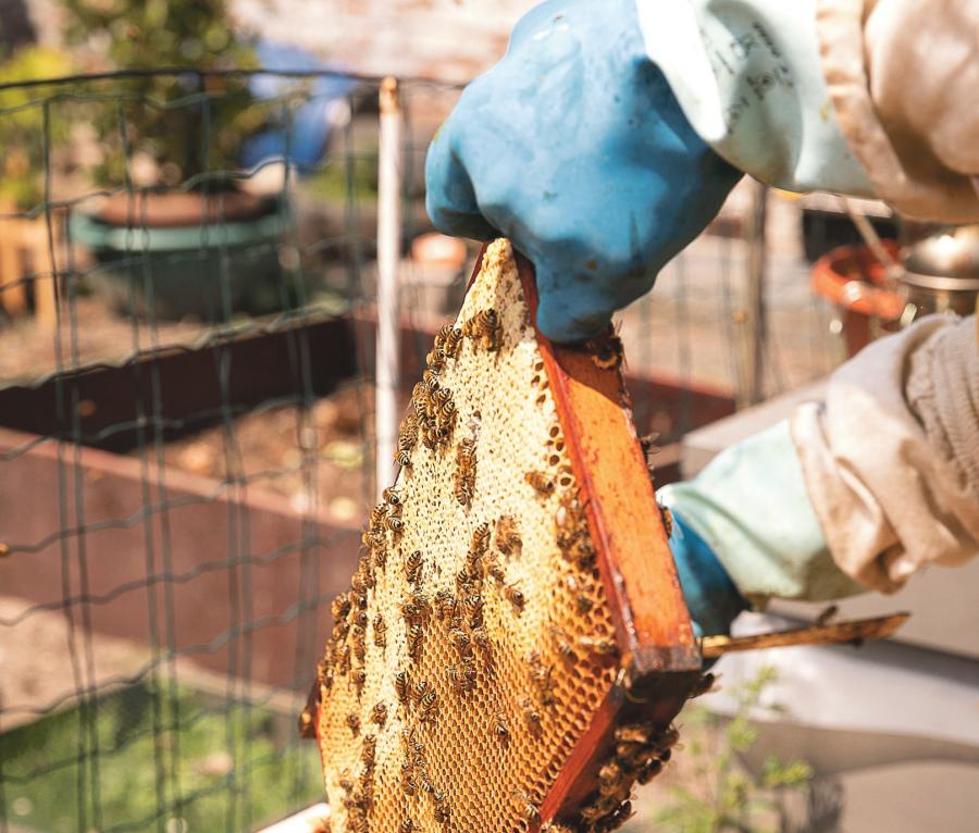 Válságban vergődnek a magyar méhészek, a kínai hamisítványok és az ukrán export tönkreteszi a piacot
