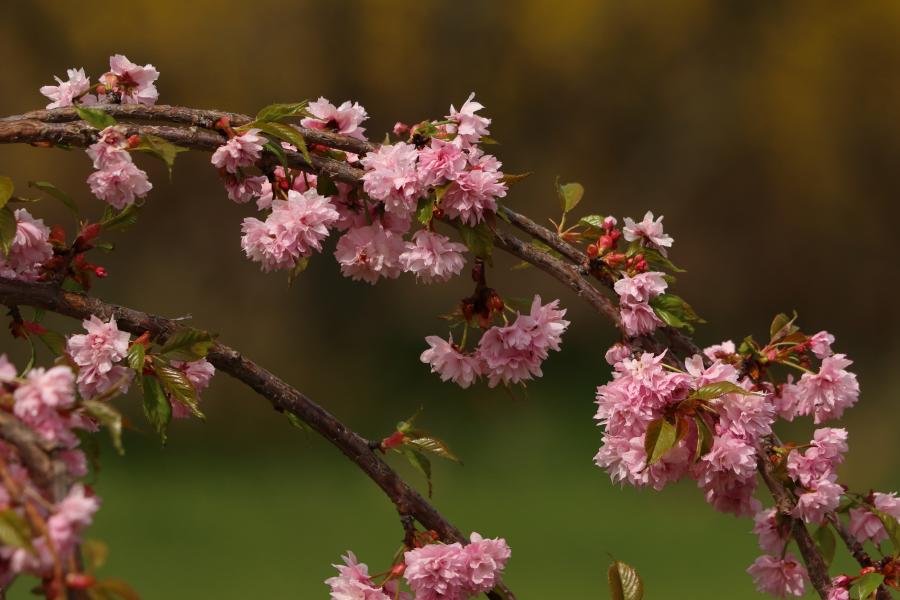 Valaki gázolajjal mérgezte meg a japán cseresznyefákat Zamárdiban, az ok az lehetett, hogy zavarták a kilátást