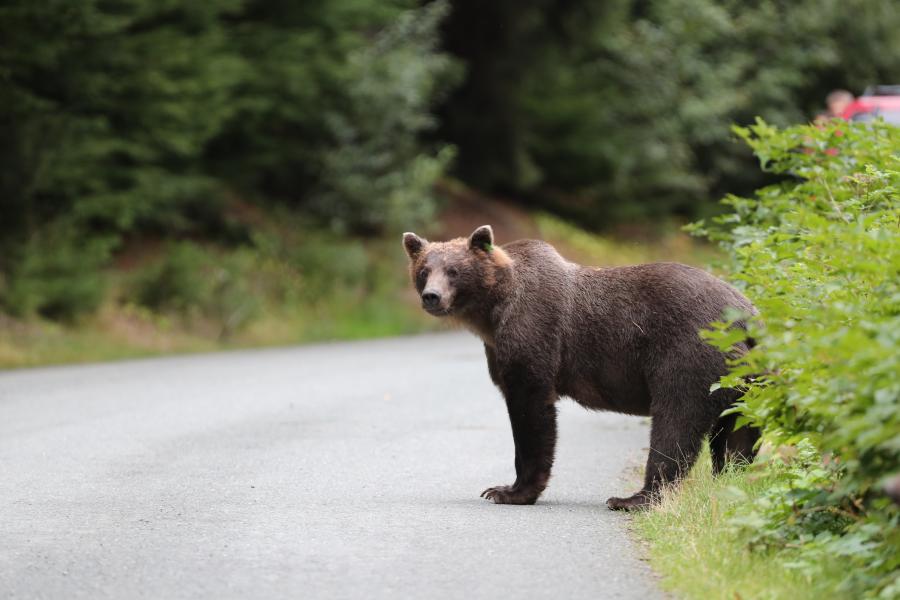 Évente 426 medvét lehetne kilőni Romániában egy törvénytervezet szerint 