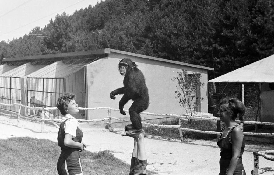 Egy veszprémi celeb – Böbe, a csimpánz emlékére