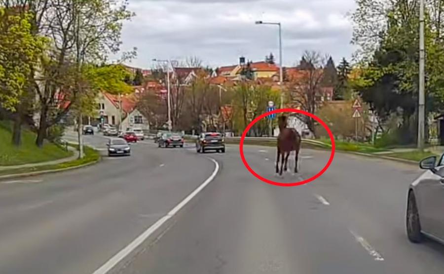 Videón, ahogy egy elszabadult ló vágtat Szentendre legforgalmasabb útján 