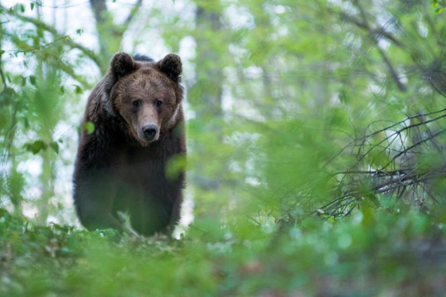 Videón, ahogy egy medve sétál bocsaival a Nógrád vármegyei Cered határában