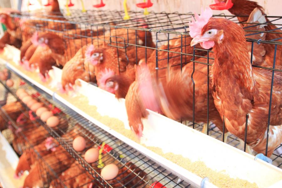 Több ezer csirke éghetett halálra Mezőkövesden
