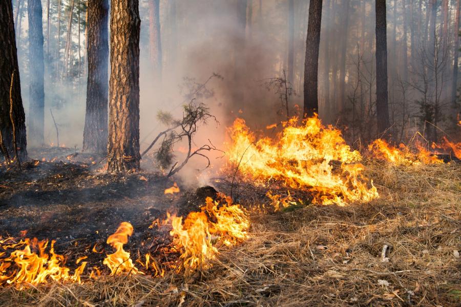 Erdőtűz Kiskunhalasnál - Négy hektáron gyulladt ki a fenyves