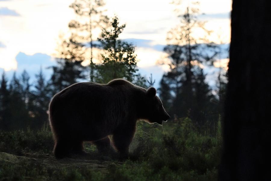 Csíkszentkirályi medvetámadás – Engedélyezték az állat kilövését