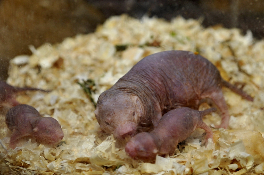 MTI Fotó: Kovács Attila