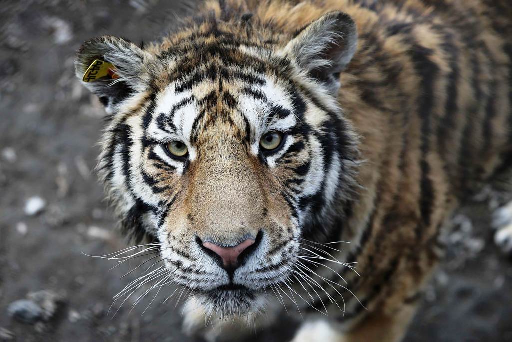 Tasmániai tigris: nincs számba vehető rokona FOTÓ: EP/HONG WU