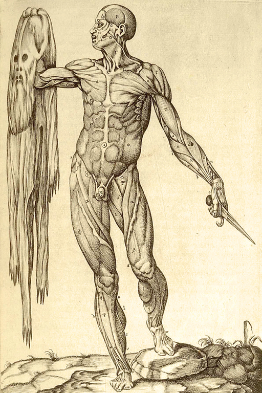 ILLUSZTRÁCIÓ: JUAN VALVERDE DE AMUSCO’S HISTORIA DE LA COMPOSICION DEL CUERPO HUMANO (ROME, 1560)