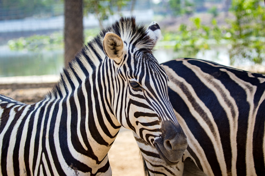 A Grévy a legnagyobb termetű zebrafaj Illusztráció: Thinkstock