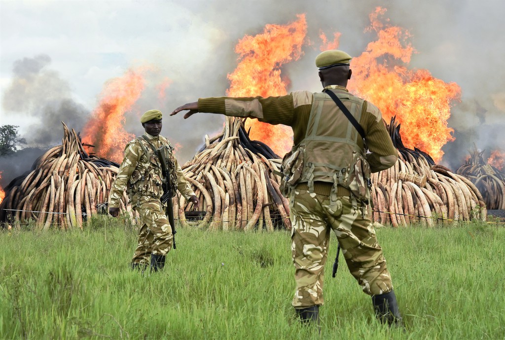 Illegális kereskedőktől lefoglalt elefántcsontokat égetnek a kenyai nemzeti parkban FOTÓ: CARL DE SOUZA/AFP
