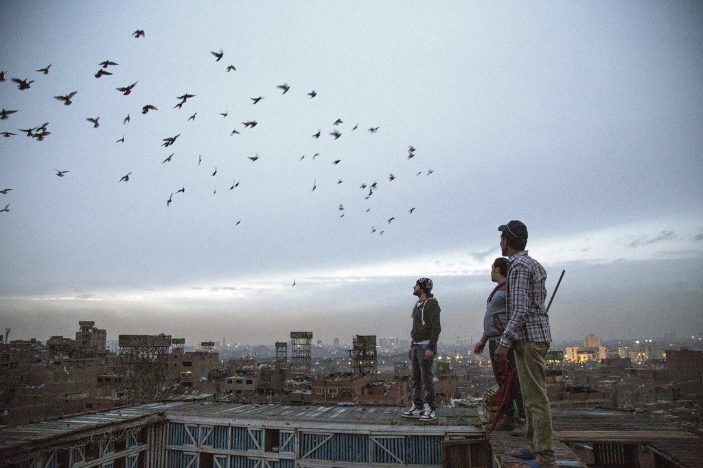 Magdi Iszhák galambreptető és testvérei madaraikat irányítják a versenyben. MTI Fotó: Máté Bence