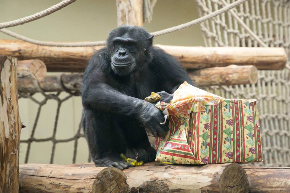 A Veszprémi Állatkertben lakó csimpánzok karácsonykor ajándékcsomagot is kaptak Forrás: Facebook/Veszprémi Állatkert