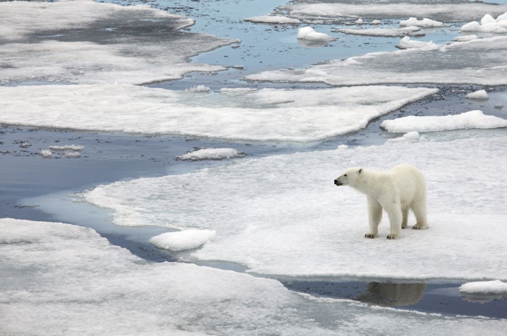 A jegesmedvék fennmaradását veszélyeztető első számú tényező a globális felmelegedés – ha a jégtakaró olvadása ilyen mértékben folytatódik, 2030-ra már csak emlék lesz az északi-sarki jégtakaró