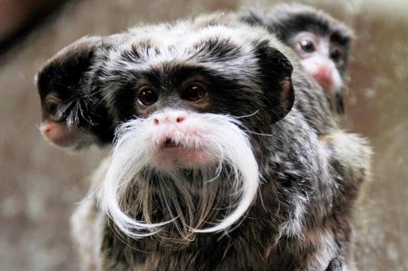 FOTÓK: Nyíregyházi Állatpark/Facebook