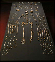 A Homo naledi 1550 csontmaradványa FORRÁS: WIKIPEDIA.ORG