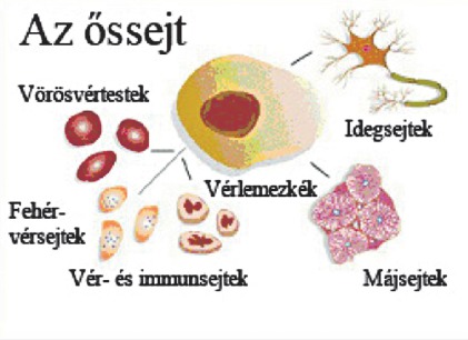 kezelés az őssejt-cukorbetegségben németországban)