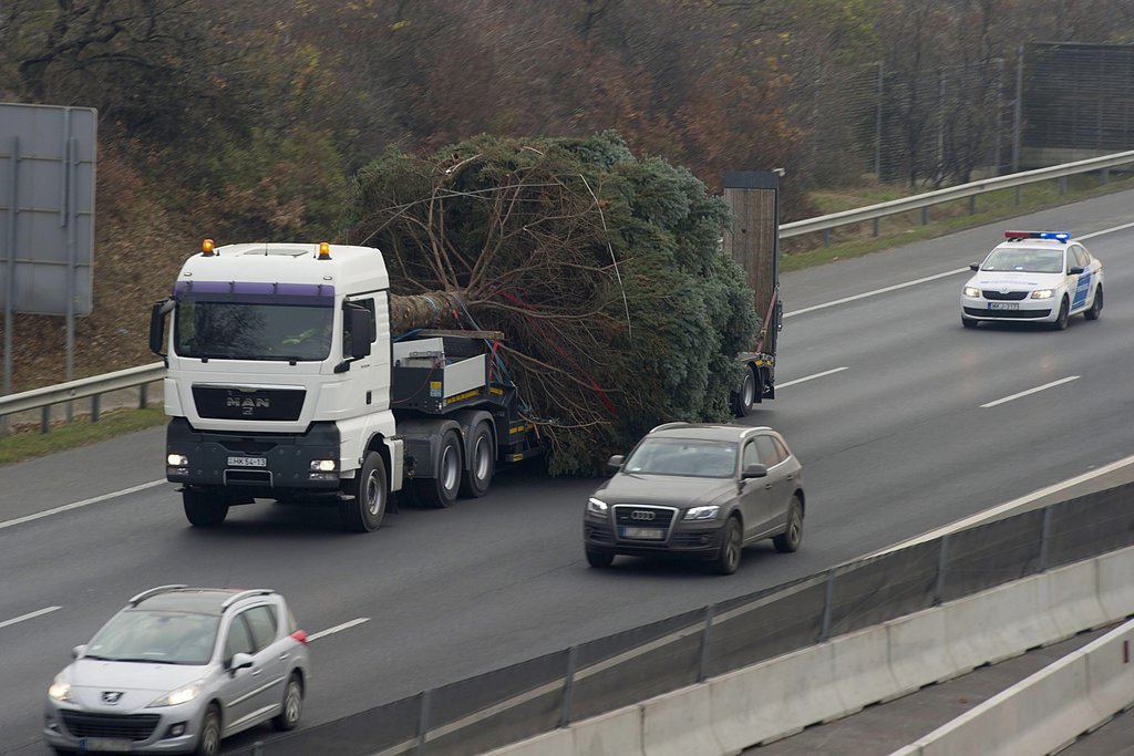  Tréleren szállítják az ország karácsonyfáját az M7-esen Budapestre.